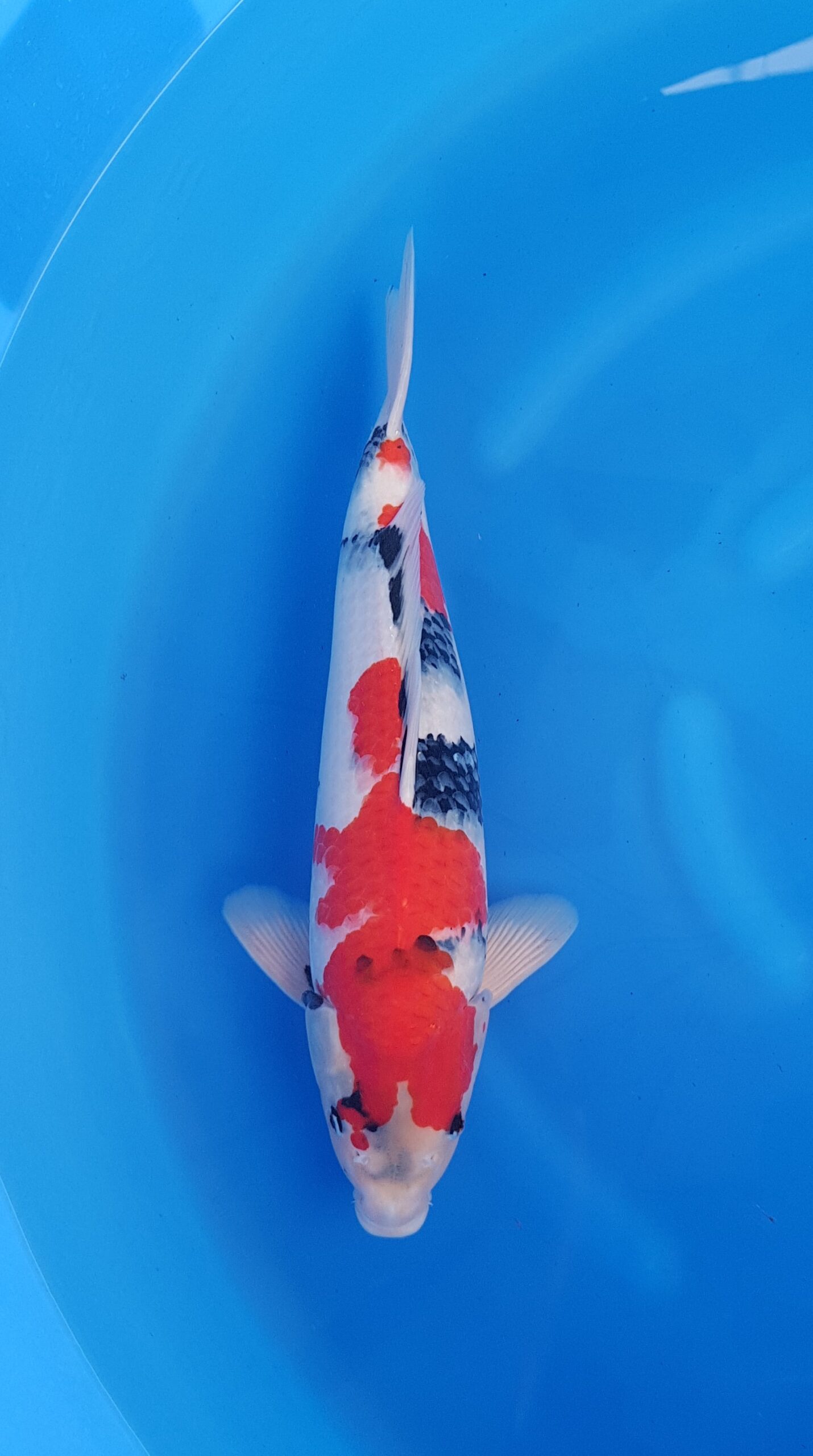 Showa - HQ Nisai (2 jaar) - KOI-31049