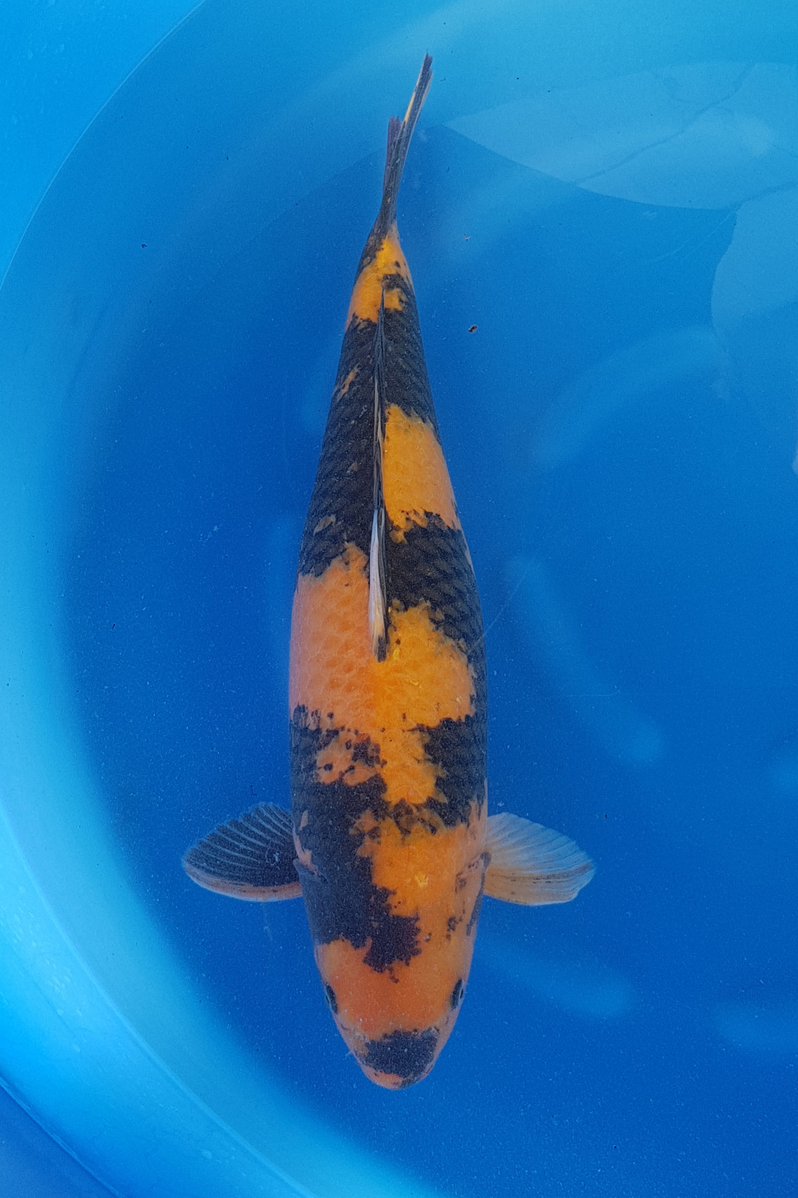 Karper, Vis, Zeeleven, Koi, Aquatisch