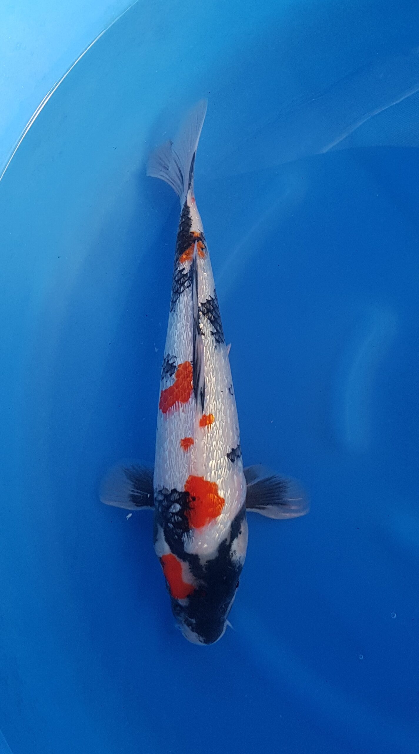 Showa ginrin - Nisai (2 jaar) - KOI-30546