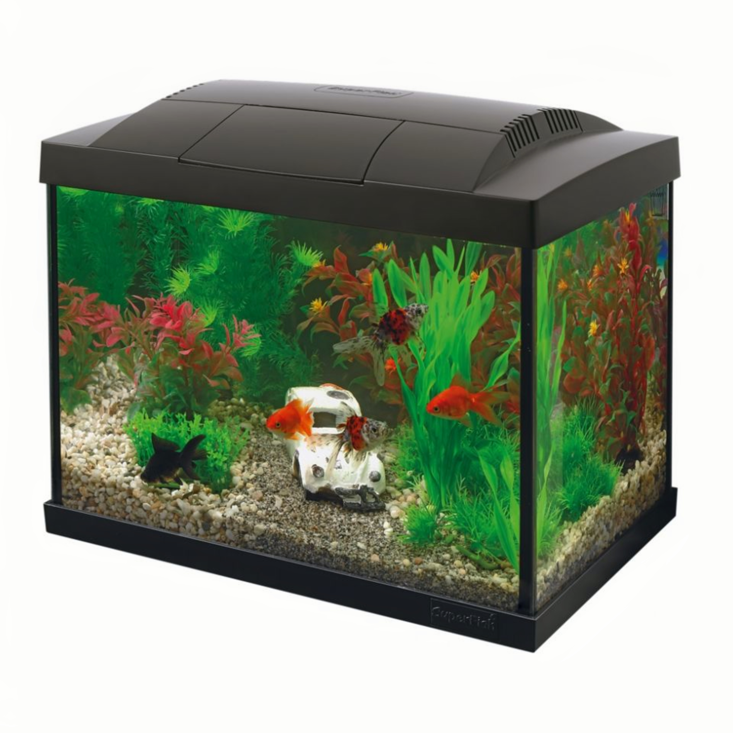 Dier, Aquarium, Vis, Zeeleven, Water